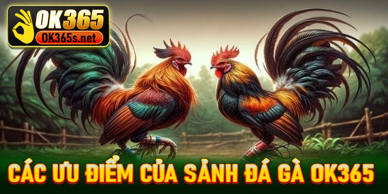 Đánh giá các ưu điểm của sảnh đá gà OK365